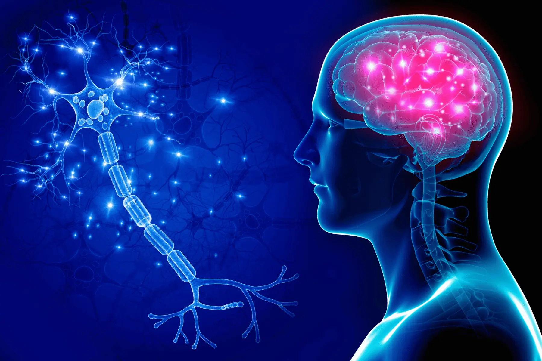 How Does Alcohol Affect the Brain and Central Nervous System?